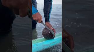 What's Inside This ALIEN Starfish?!