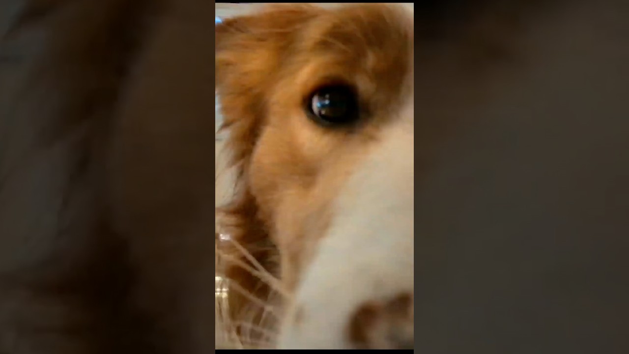 あの有能ペットカメラFurbo360°ビューが小さくなった！ドッグトレーナーならではの活用方法も教えます！