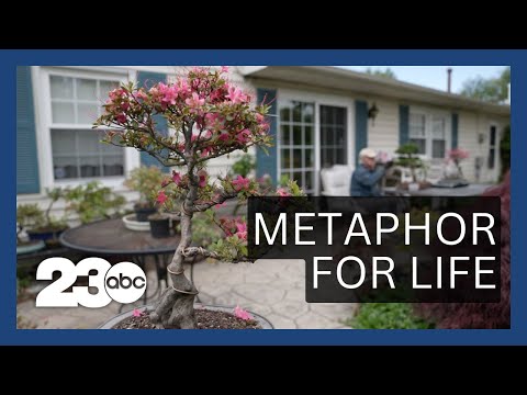 Americans turning to Bonsai trees to relieve stress