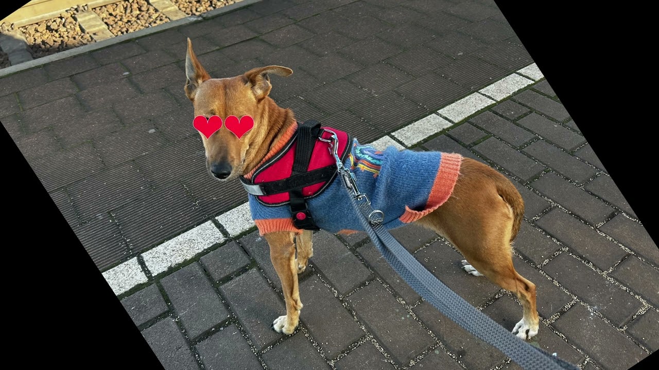 Molly (mac demarco cover)