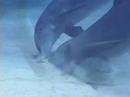 Swim with the Dolphins - "Who Lives in the Sea" Sample Chapter - Kids Ocean Movie