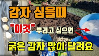 감자심는시기 감자 심을때 이것 뿌리고 심으면 굵은 감자다수확해요 감자 밑거름 씨감자자르기소독방법