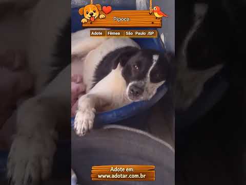Vídeo de Pipoca