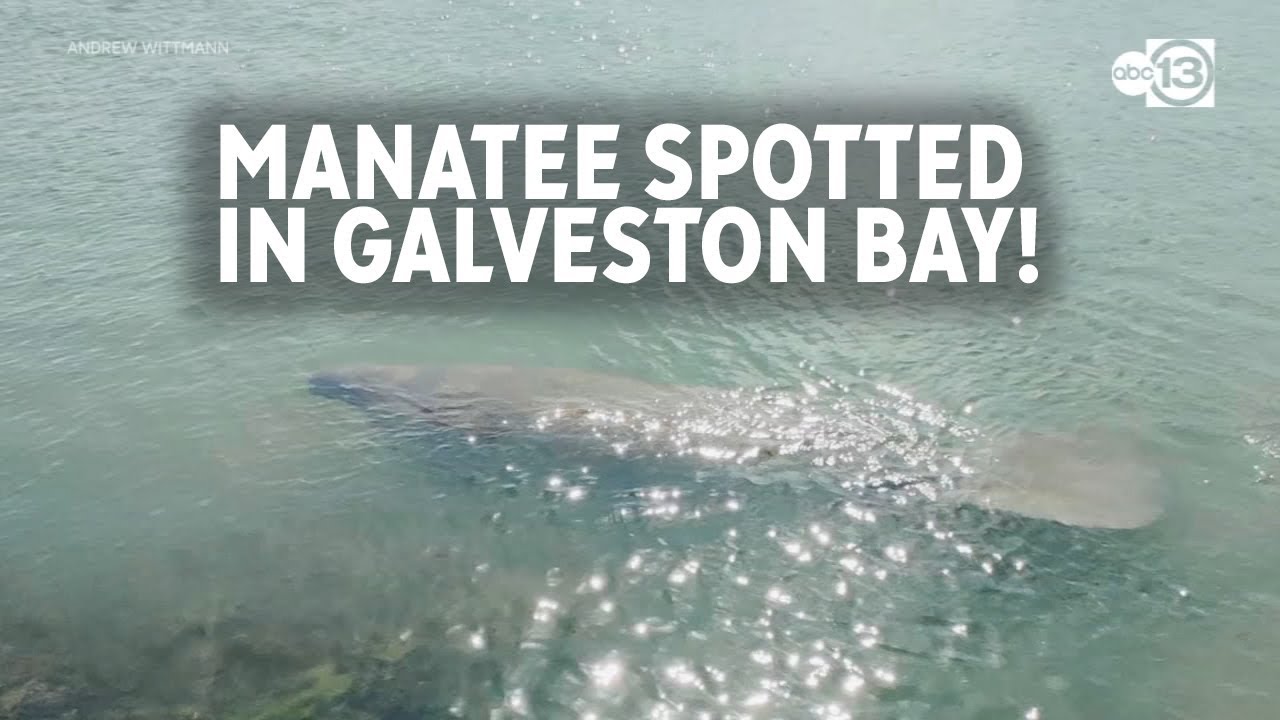 WHOA! Manatee spotted in Galveston Bay
