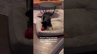 Video preview image #1 Siberian Husky-Unknown Mix Puppy For Sale in Conroe, TX, USA