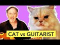 Cat Vs Guitarist Adam Rafferty And Barney
