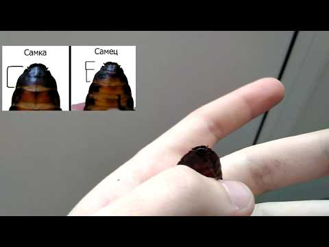 Как определить пол мадагаскарского таракана