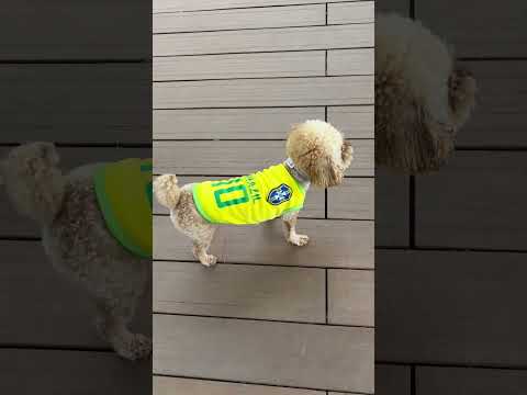 経営学科 トイプードル1歳 #トイプードル #toypoodle