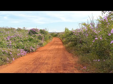 Conheça o "'caminho das flores'', no sertão do Piauí, aonde cheiros e cores andam juntos.
