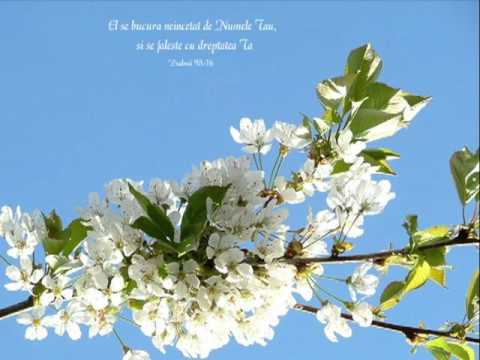 Pocaitii feat Crista - Primavara mea