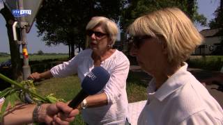 preview picture of video 'Boer in Voorst verbouwt hennep als voer voor zijn koeien'