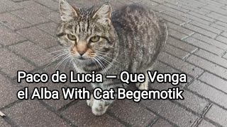 Paco de Lucia — Que Venga el Alba With Cat Begemotik Music Video