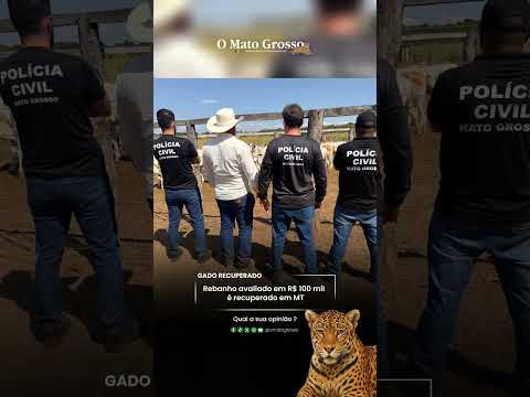 Rebanho avaliado em R$ 100 mil  é recuperado em MT