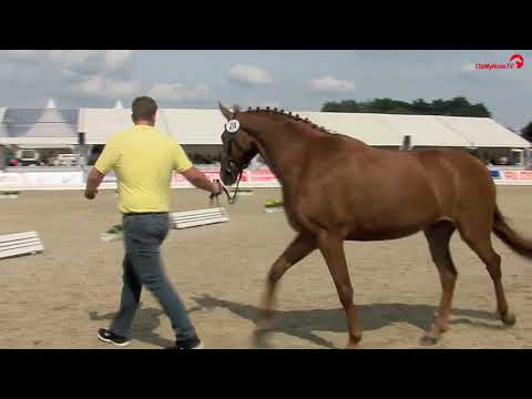 Video Stute *2016, fuchs, 1,67m von Belissimo M -Swarovski