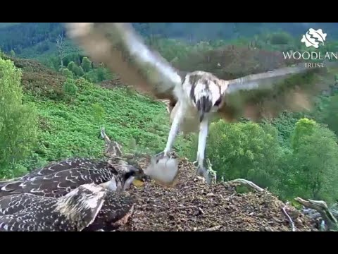 Breakfast  arrives on the Loch Arkaig Osprey nest and Captain gets it 7 Aug 2020