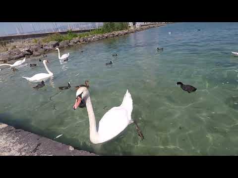 Rakesh Sokal Eurotrip - Geneva 2(Switzerland 2018)