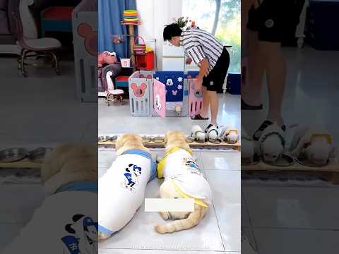 The Master Took My Puppies Out To Feed Them ❤️