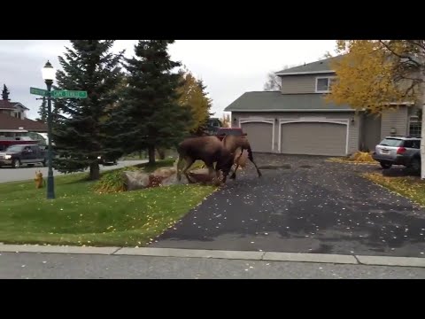 Two Moose Decide To Duel Right In The Middle Of Some Poor Person's Driveway