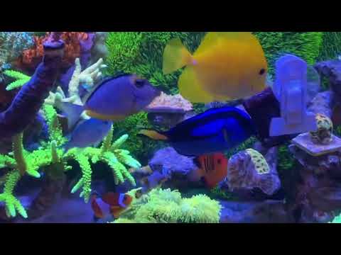 1.5 Years Old Red Sea Reefer XL 425 -Mixed Reef Tang - Saltwater Aquarium