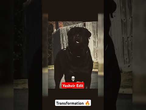 Power Of Transformation 💪.#shorts #viralshorts #dog #concurso #kangal #alabai