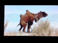 Camel Mating Dance Move