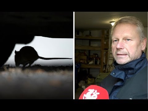 Expertens tre tips: så slipper du råttor