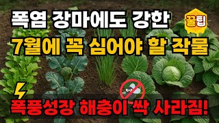 7월에 심는작물 채소 텃밭작물 추천! 같이 심으면 좋은 조합으로 해충도 막아요