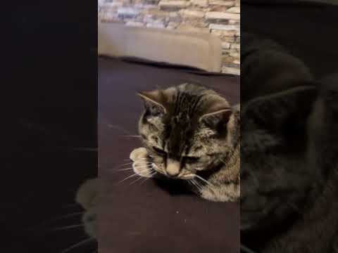 Moin #shorts #cats #cat #sweet