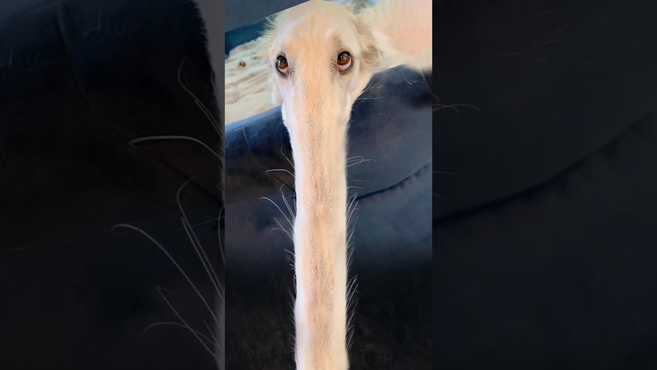 Borzoi Long nose meme #memes #borzoi #shorts
