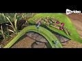 Flik S Flight Home Katrina Berces Crossover