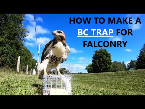 How to build a BC (Bal Chatri) Trap for Falconry - ACR FALCONRY