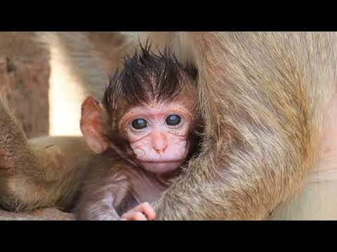 Calming Animal Video for Seniors | Relaxing Baby Animals