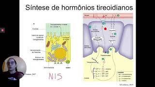 Síntese dos hormônios da tireoide
