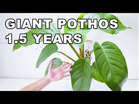 GIANT POTHOS 1.5 YEARS Of GROWTH ( UPDATE )