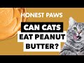 Can Cats Eat Peanut Butter?