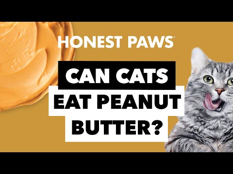 Can Cats Eat Peanut Butter? - YouTube