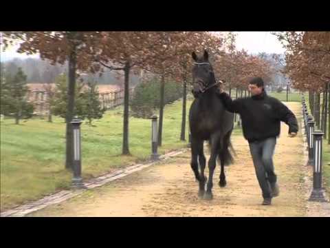 Gestut Bonhomme - Intro 2012