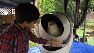Litter-Robot III Blinking Flashing YELLOW Light, Globe Spinning Rotate One Direction How To Fix LR3