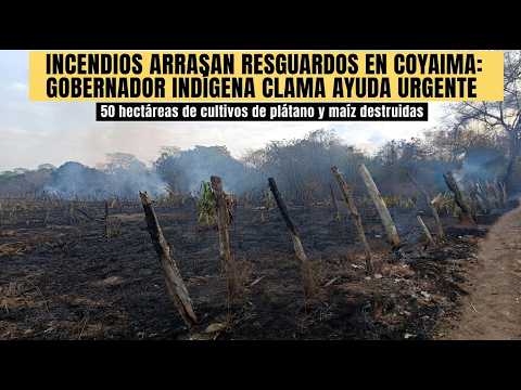 Incendios arrasan resguardos en Coyaima: Gobernador indígena clama ayuda urgente