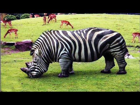 , title : '10 Bizzarre Hybrid Animals That Actually Exist!'