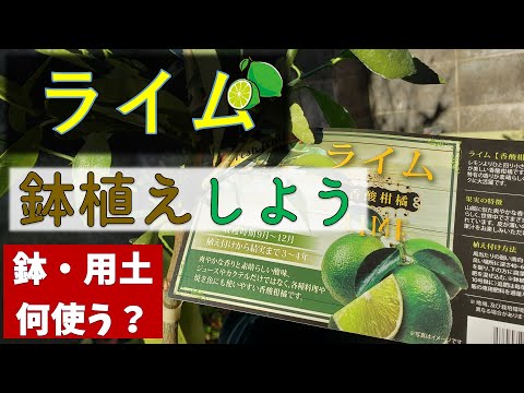 園芸 小葉ライム、ハートリーブライム