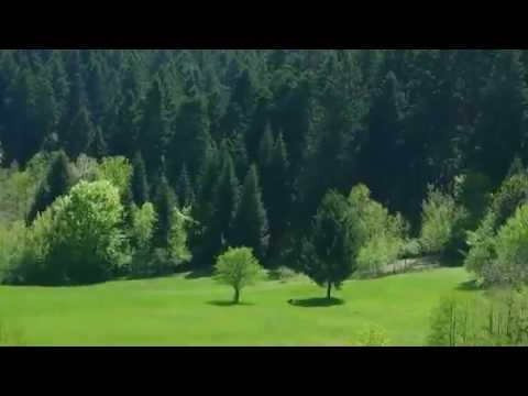 Влаинка Стражанка - Негован Станковић Жућа