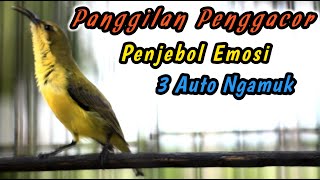 Download lagu CUIT CUIT SOGON BETINA GACOR BIKIN NAIK EMOSI‼️PANCINGAN SEMUA SOGON AGAR CEPAT RESPON BUNYI GACOR mp3