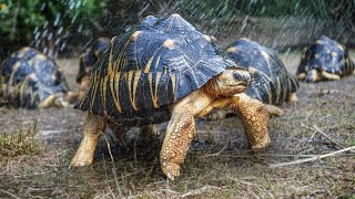 Tortoise Enrichment at Garden State Tortoise!