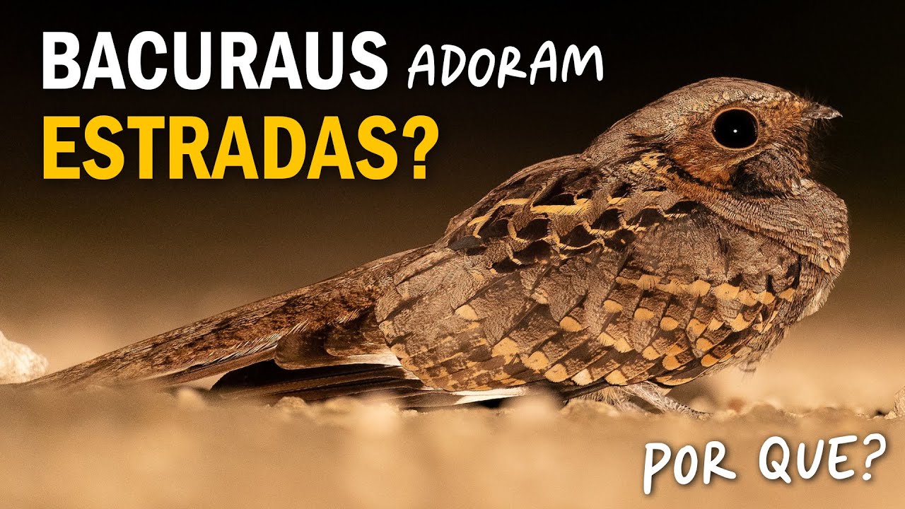 Por que BACURAUS ADORAM ESTRADAS? Ornitólogo Responde #42