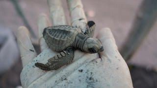 SEA TURTLE LAYING EGGS (Baby Sea Turtles)