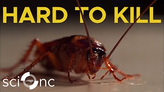 The Bizarre Way We’re Changing Cockroach Evolution | Sci NC | PBS North Carolina