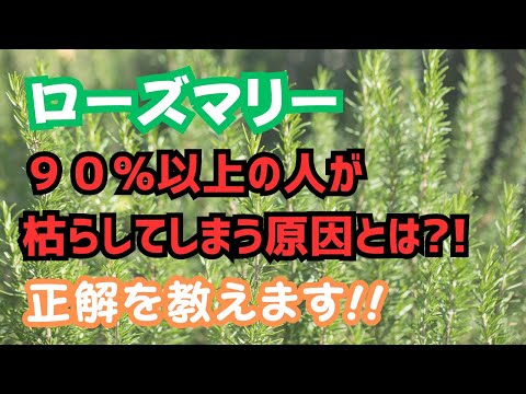 ローズマリーの葉が茶色になるのはなぜ灰色灰色腐敗病ですか？