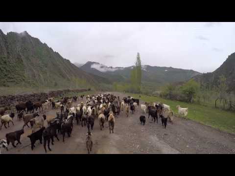 Goats on Pamir Mountains. By Fatih Aksoy