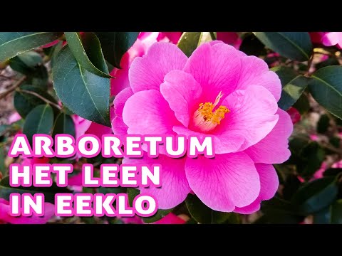 Flowers in Arboretum Het Leen - Eeklo, Belgium 🇧🇪